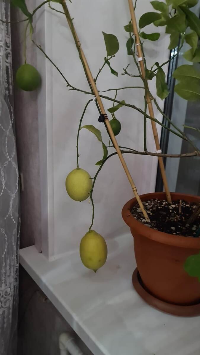 А это мои лимоны 