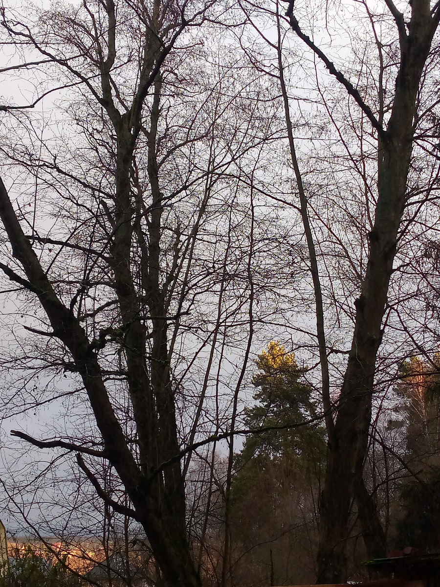 Солнце все ещё иногда золотит верхушки деревьев 