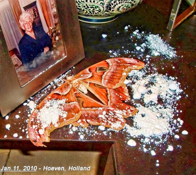 Огромная бабочка «Атлас» и белый порошок найдены в 6 утра перед фотографией
покойной бабушки Роберта