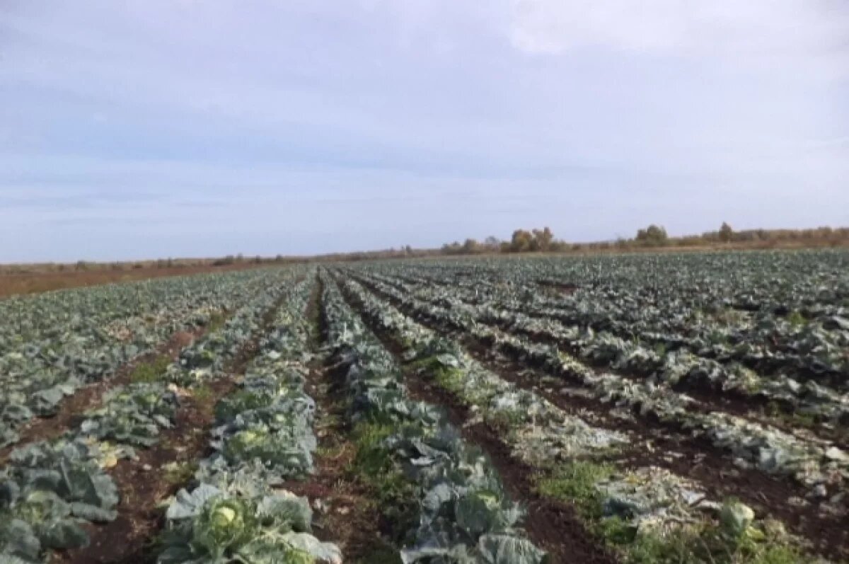    Капусту с жутким секретом нашли под Хабаровском
