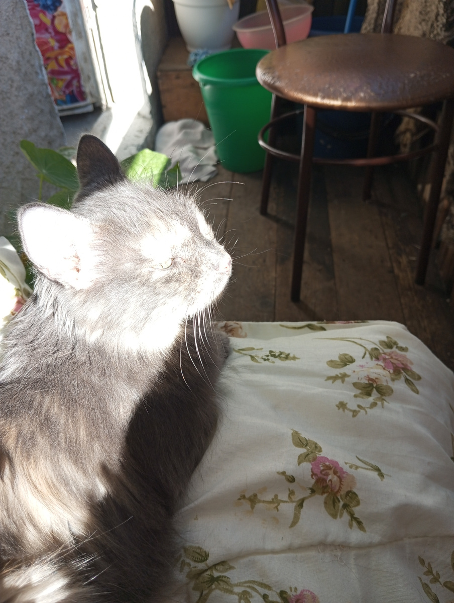 Фото Зайки. Снимок # Иркутская Наташа.