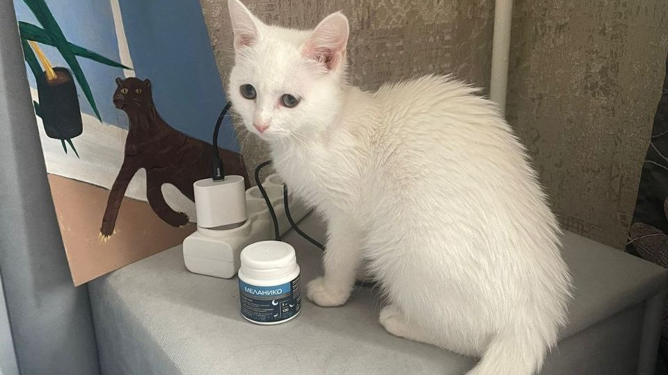 Приют стал спасением и вторым шансом!