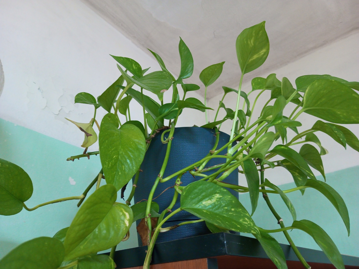 Рисовать лень, поэтому вот фото цветочка с работы