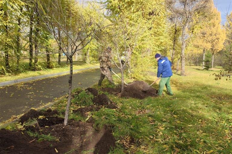     В Красноярске завершился сезон посадки деревьев