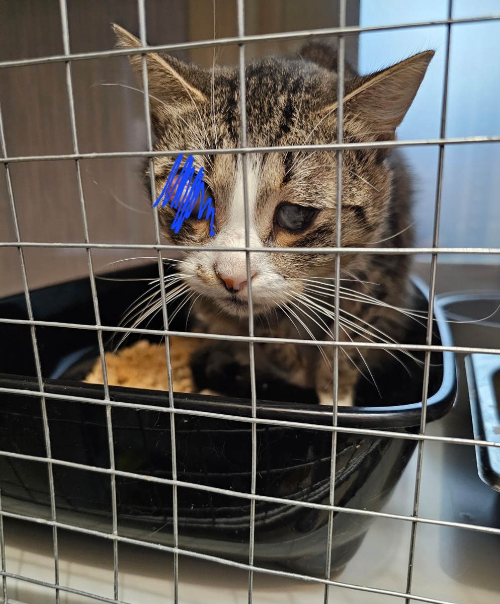 Фото автора. Арашик.