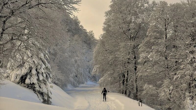     Зима. Мороз. Лес. СС0