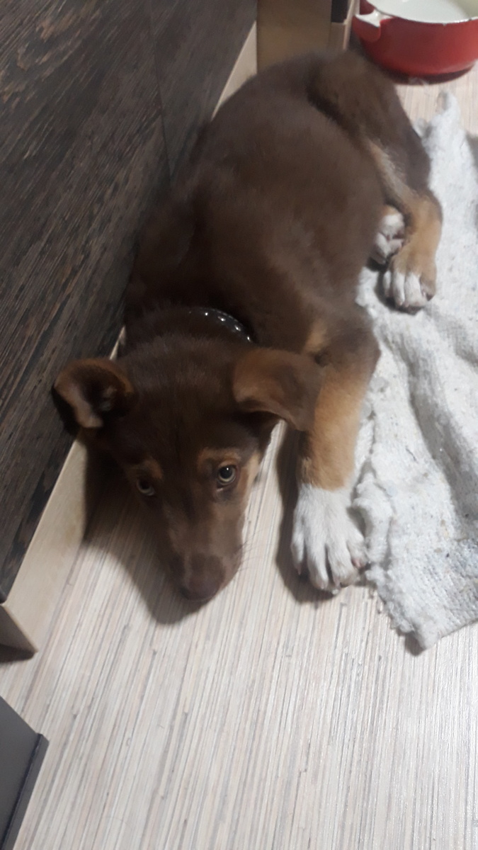 Маленький Лаки