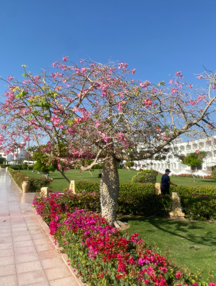 Baron Resort 5*, Египет