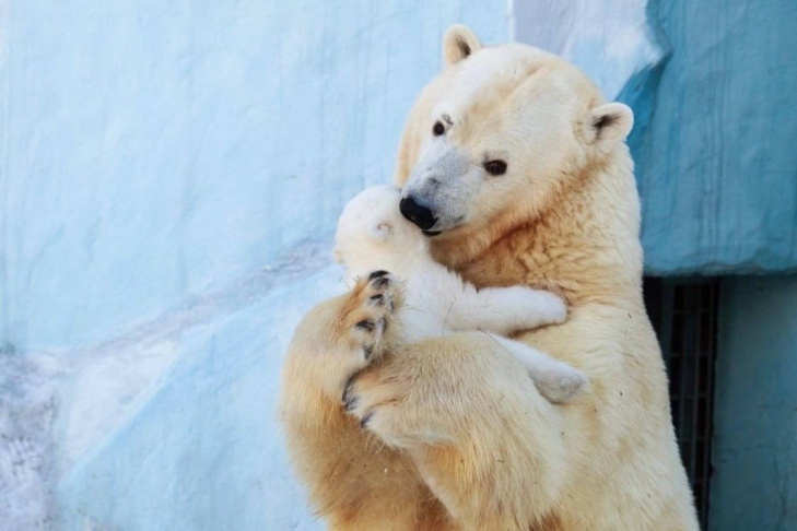    Фото Новосибирского зоопарка