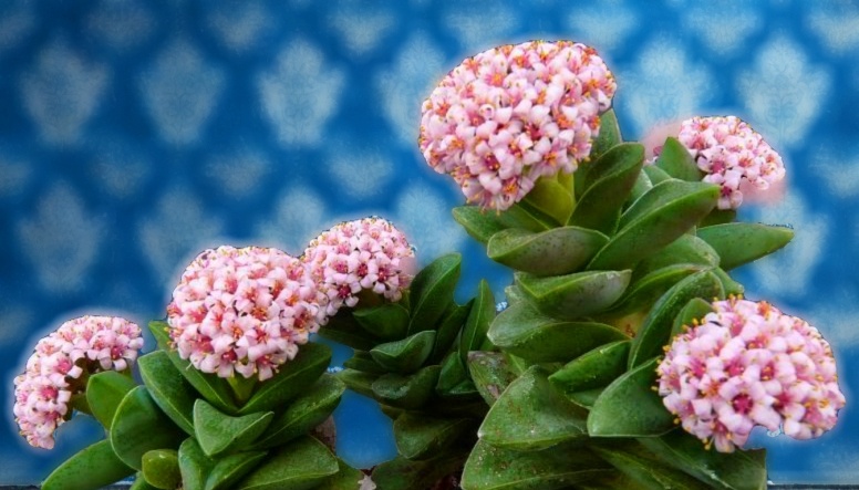 Некоторые виды крассулы успешно выращиваются в комнатных условиях, благодаря своей неприхотливости и декоративности.