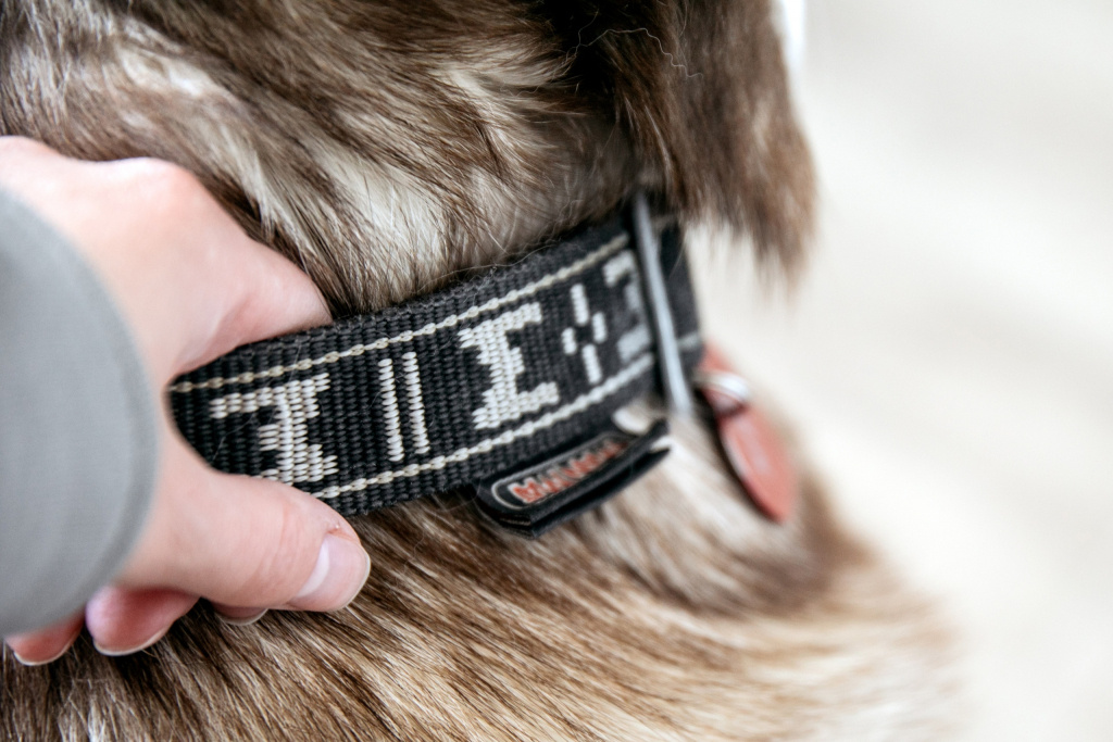    Прокуратура Нижневартовска не согласилась, что за укус собаки взыскали 50 тысяч