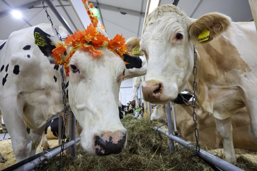    Фото: Belkin Alexey/Globallookpress