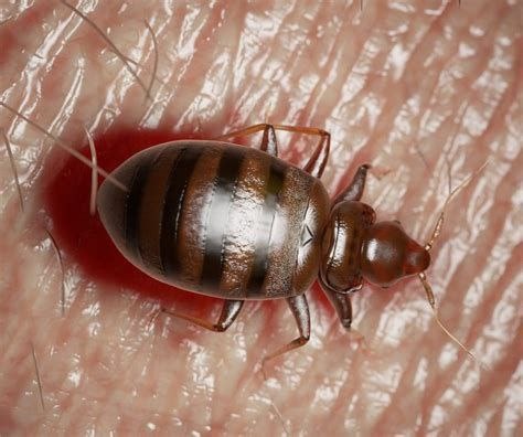 Уничтожение клопов в домашних условиях 