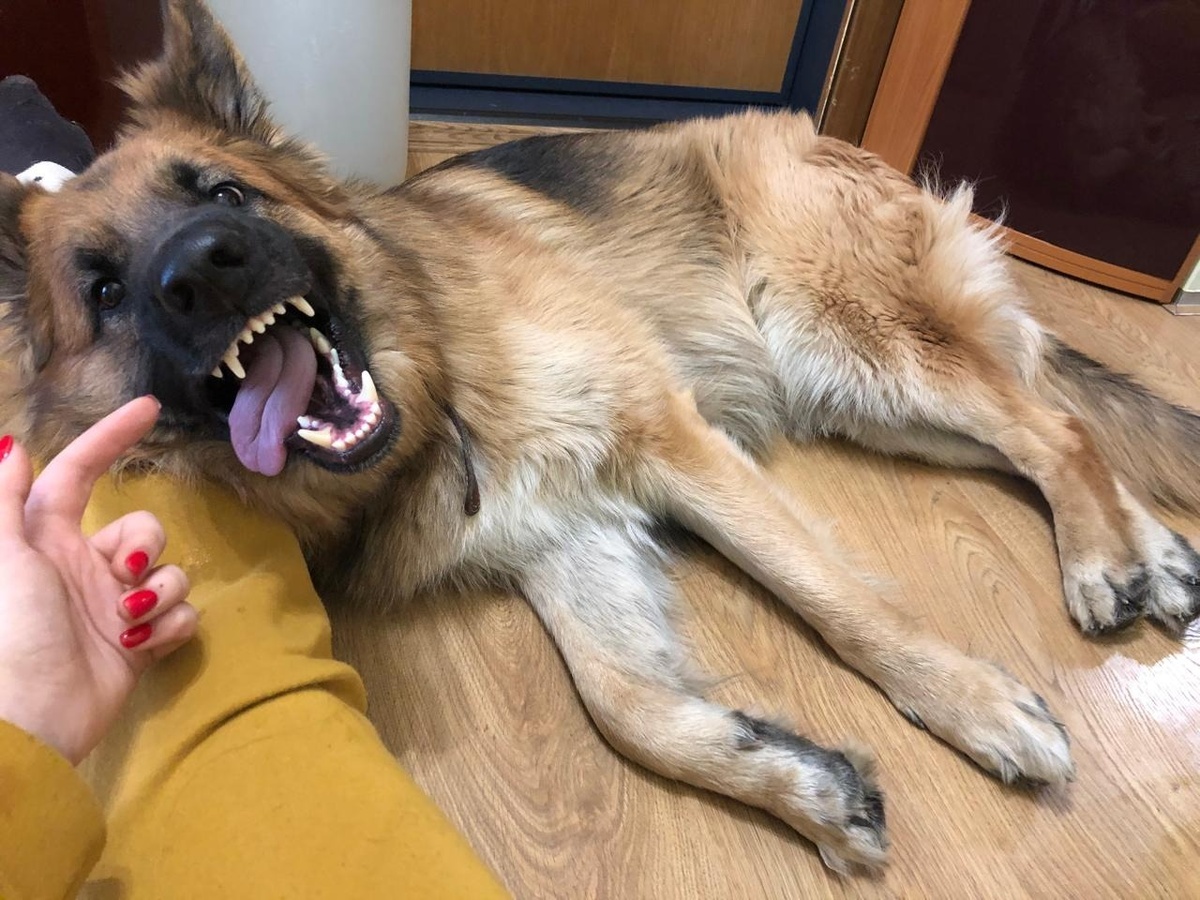     Источник: vostokmedia.com