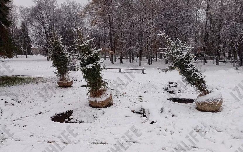    Молодые ели начали высаживать в Сквере Победы в Ижевске