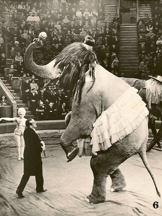 Дрессировщики Корниловы, фото отсюда https://s00.yaplakal.com/