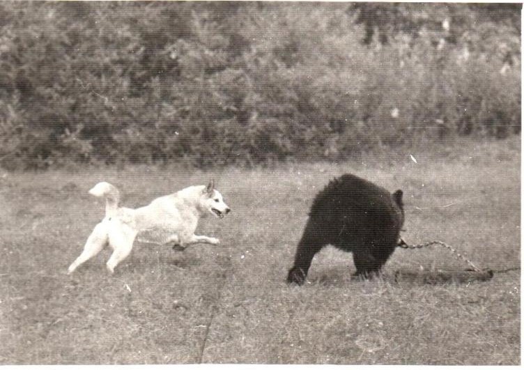На фотографии "Лев" на состязаниях.