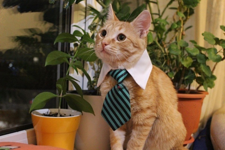    Подобранный на улице кот оказался большим любителем комнатных растений. Ольга АФАНАСЬЕВА