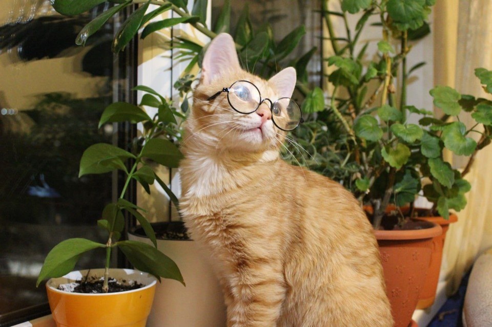    Отпугиватель и "колья" из зубочисток не помогли отвадить кота от растений. Ольга АФАНАСЬЕВА