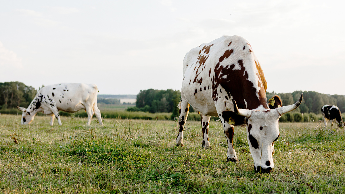 Коровы на открытом выпасе в хозяйстве «Савинская Нива»