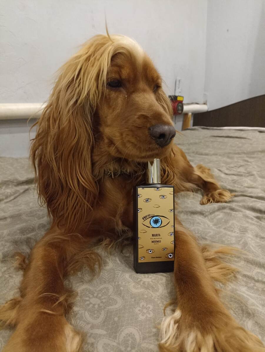 Фото из архива наших питомцев. Марфа.