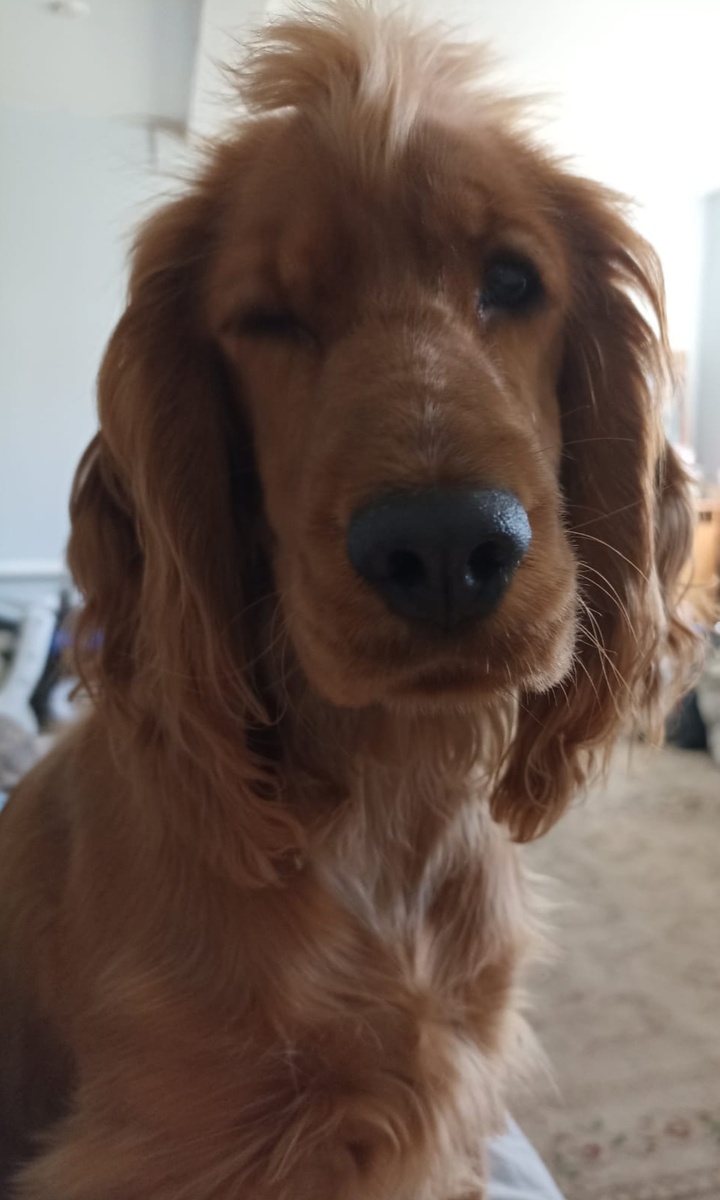 Фото из архива наших питомцев. Марфа.