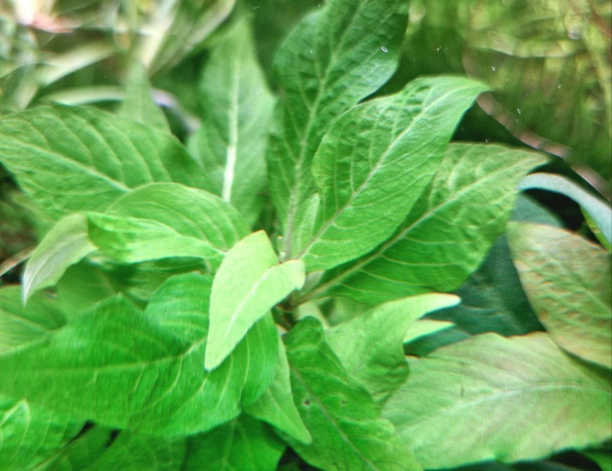 Гигрофила Коримбоза. Фото: Людмила Короткова, г. Москва