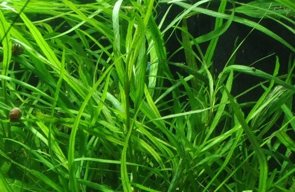 Гигрофила Иволистная в толще воды