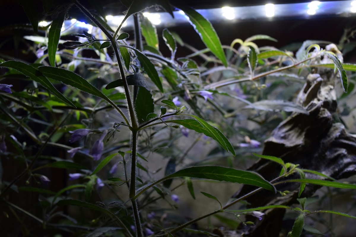 Цветущая в сухой (эмерсной) форме Гигрофила Иволистная