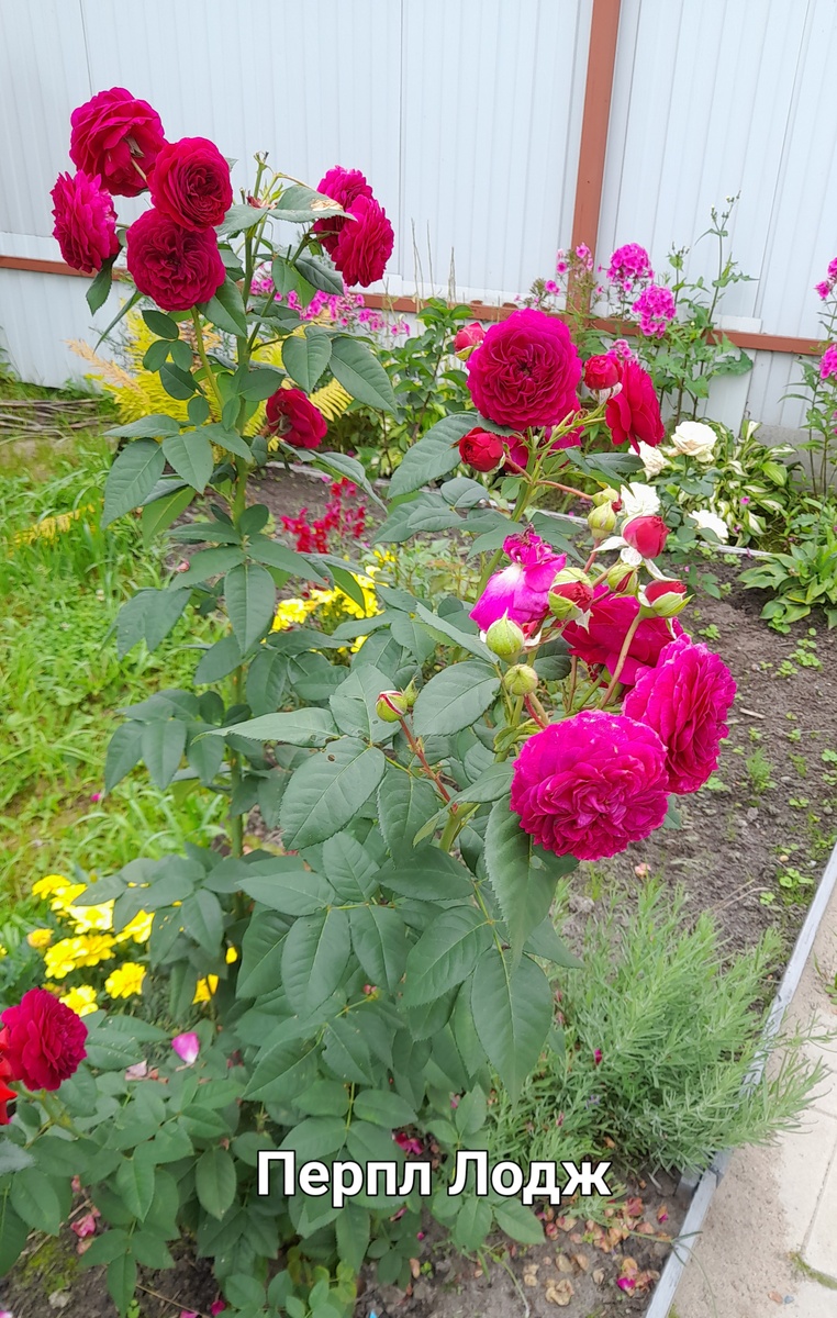 Очень прочные побеги даже у первогодки. 