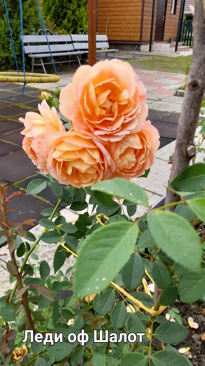 Пригнулась под укрытие легко