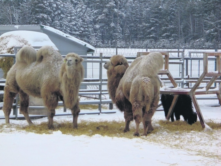     В Тюменской области живут даже верблюды. Фото Вячеслава Девяткова