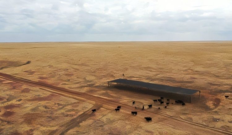    Пастбищное разведение ценной породы Вагю в Австралии находит лайфхаки против жары