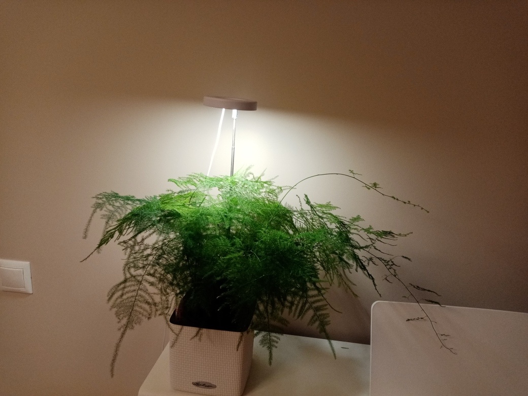 Купленная 2 года назад одиночная лампа. Хотела что-то такое. Фото автора