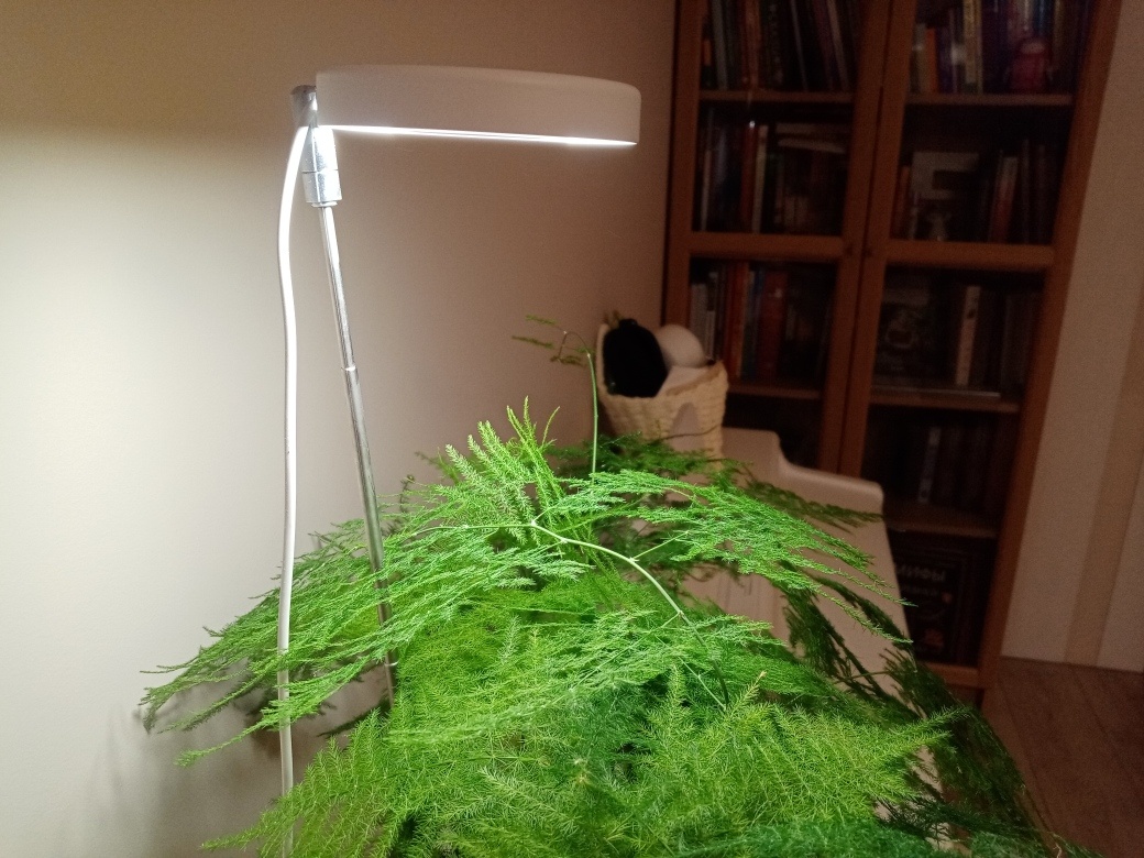 Плюс этой лампы - регулируемые высота и интенсивность света. Но именно этой модели ласпы не нашла нигде. Жаль. Фото автора