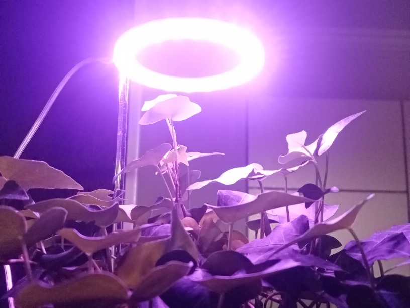 Светит хорошо. Фото автора