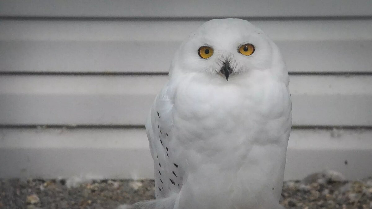     Источник: 1MI