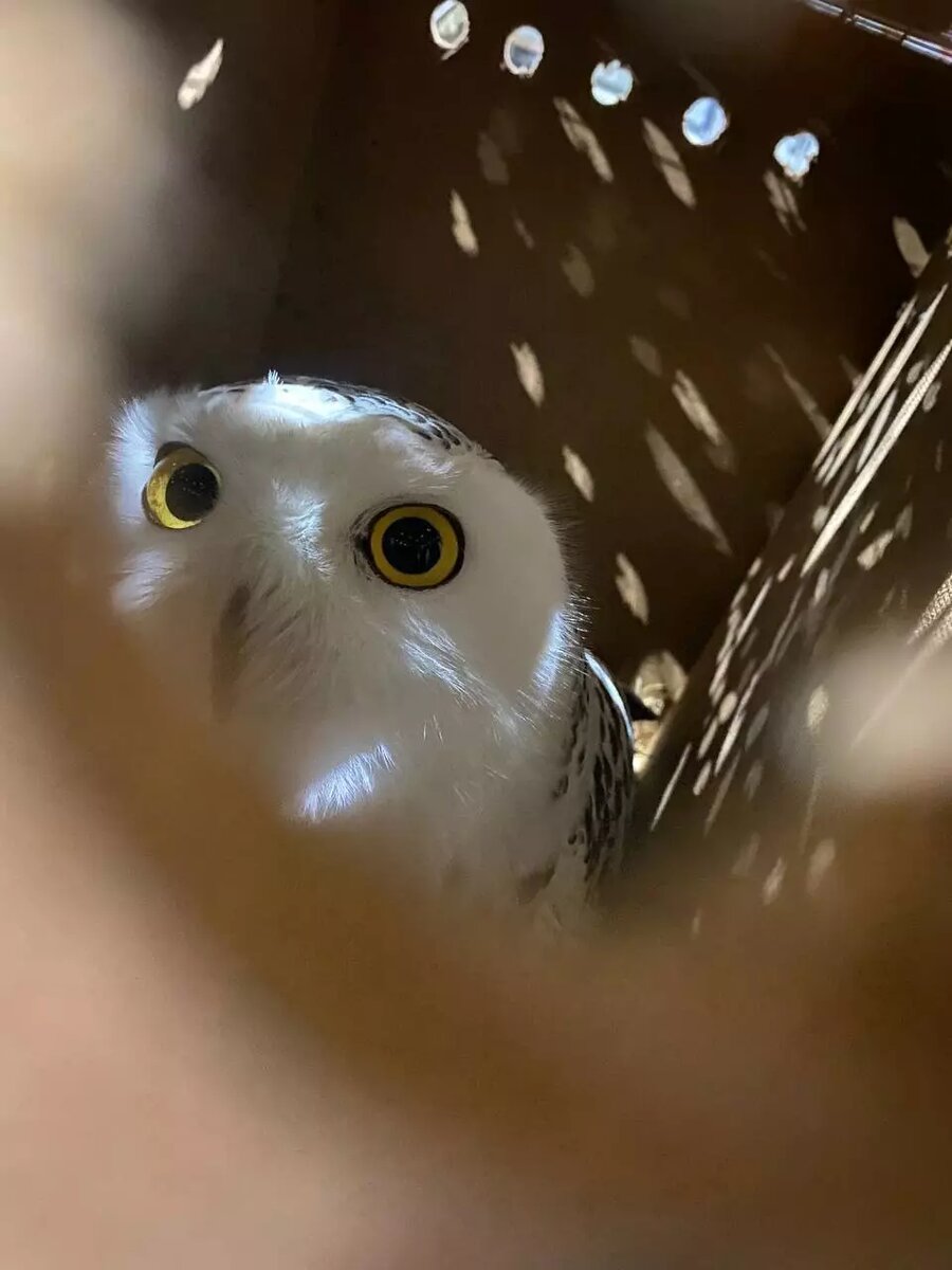     Источник: Международный аэропорт Кольцово им. А. Н. Демидова, тг-канал