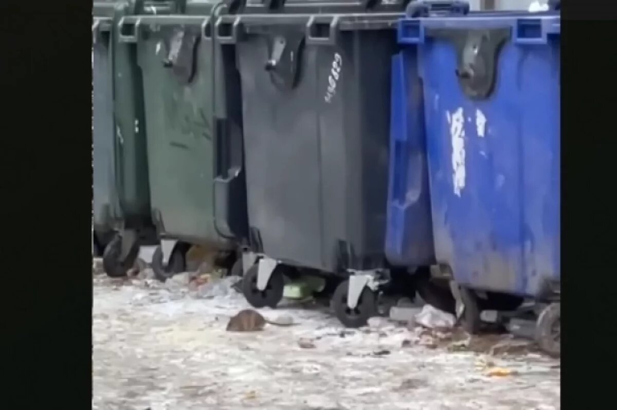    Челябинцы пожаловались на колонии крыс, поселившихся у детского сада