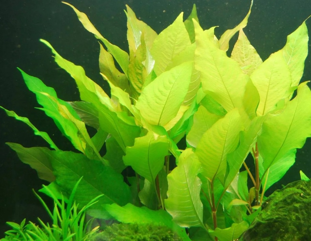 Лимонник. Фото из интернета