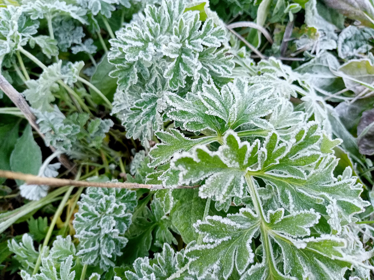 Это просто зелёная трава. И иней на ней