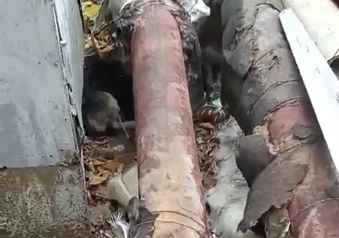 Курск-город выкинутых животных