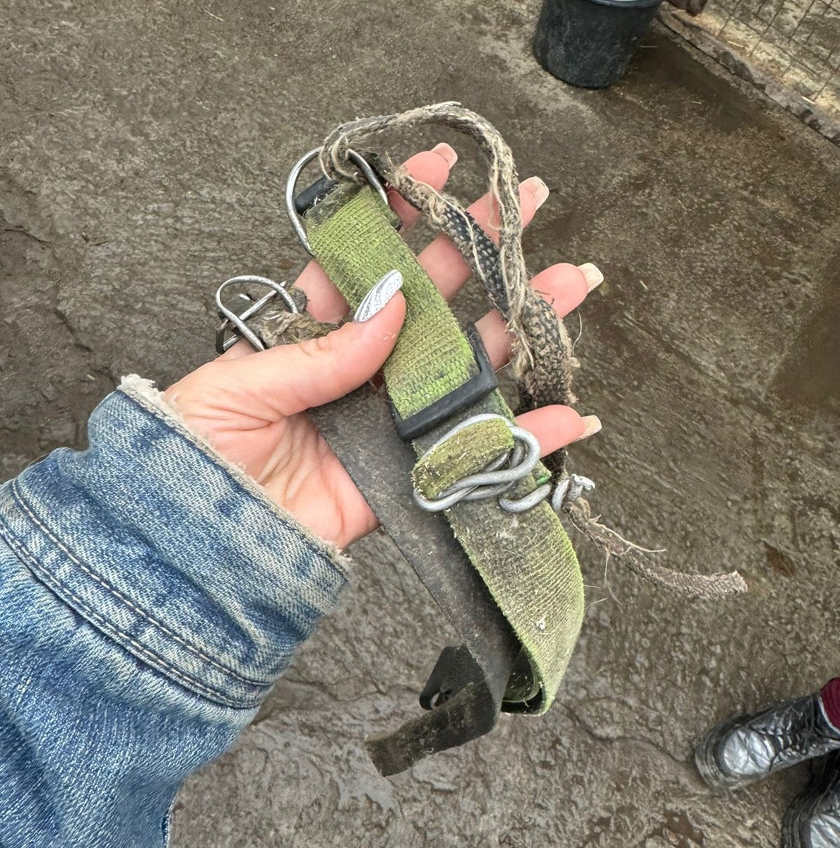 Туго затянутый, истертый ошейник, это все, что оставили ей прежние хозяева