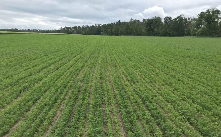    Немецкий фермер в сотрудничестве с учеными тестирует растительные сапонины для защиты культур от болезней