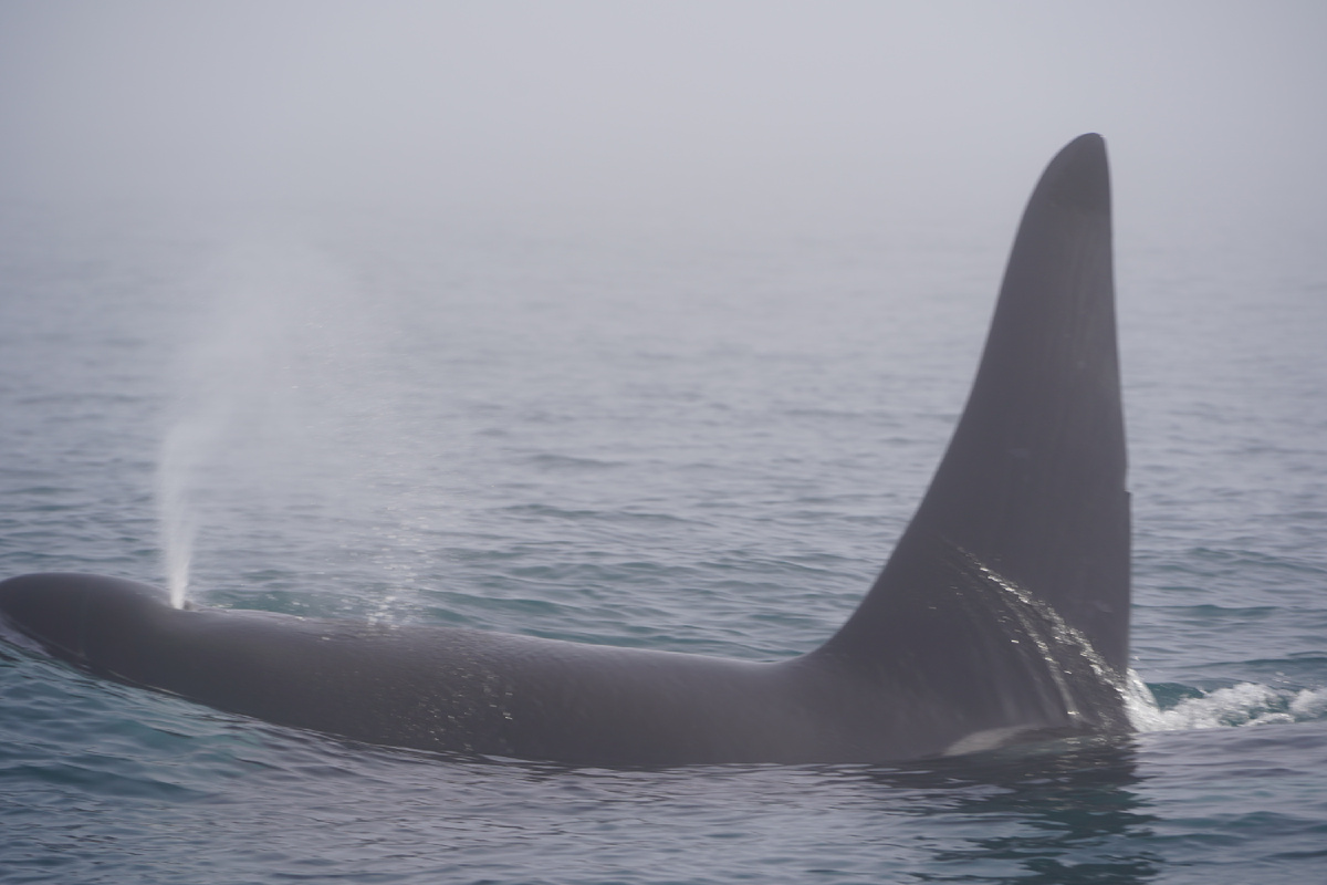 Самец косаток рыбоядного экотипа