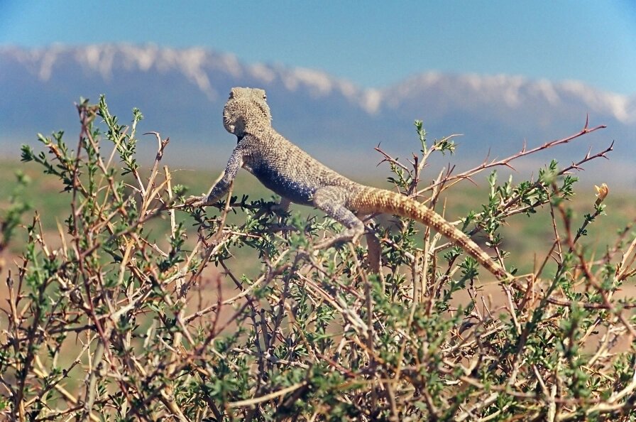    Nikolay Kuznetsov/Russian Look