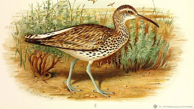     Тонкоклювый кроншнеп. wikipedia.org