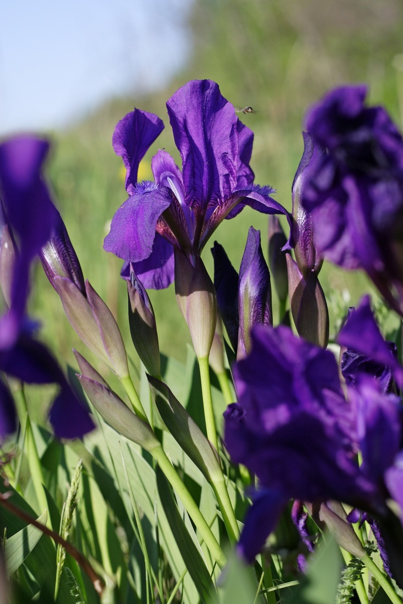 Ирис безлистный.