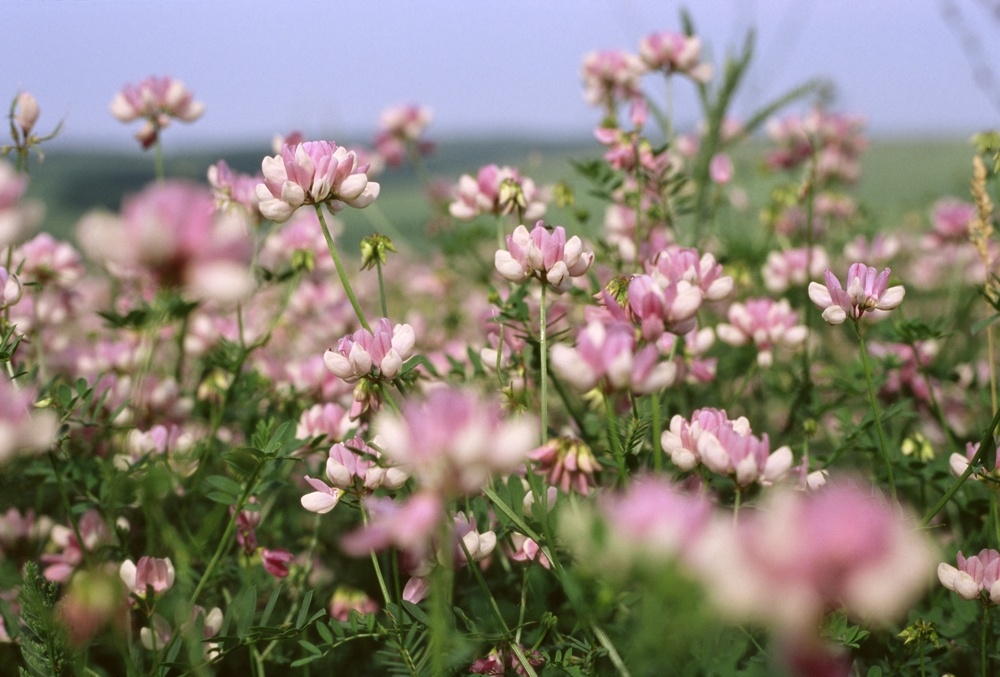Заячий клевер.