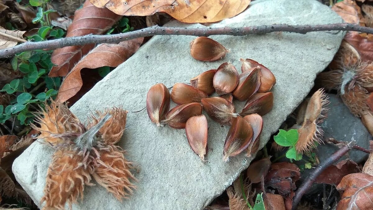 чинарики фото из интернета